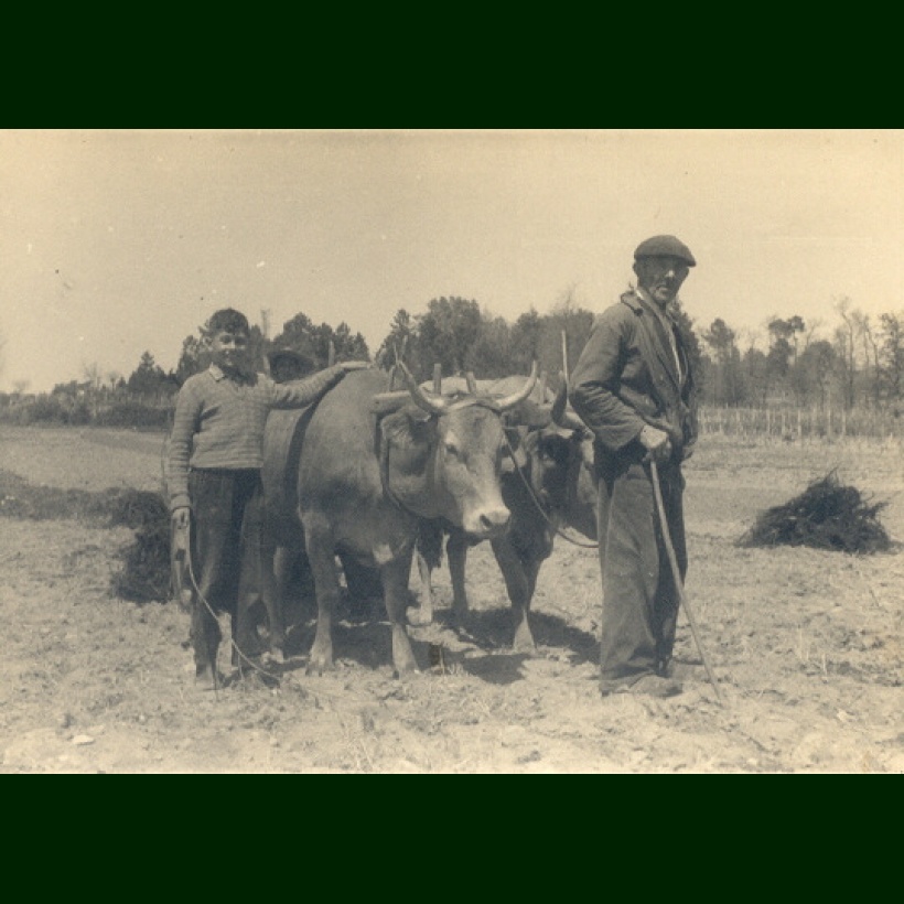 Labouras no agro, entre Eiras e San Cibrao das Las, entre os anos 50 e 60